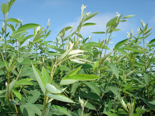 Adubação verde eleva a capacidade produtiva do solo